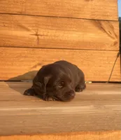 Willie, a male Miniature Dachshund for sale in Girard, GA – 3 of 4