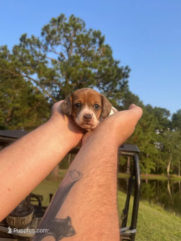 Emmy Lou – Miniature Dachshund puppy for sale in Girard, GA
