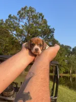 Emmy Lou, a female Miniature Dachshund for sale in Girard, GA – 1 of 5