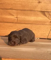 Willie, a male Miniature Dachshund for sale in Girard, GA – 4 of 4