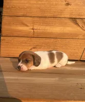 Emmy Lou, a female Miniature Dachshund for sale in Girard, GA – 3 of 5