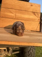 Waylon, a male Miniature Dachshund for sale in Girard, GA – 5 of 6
