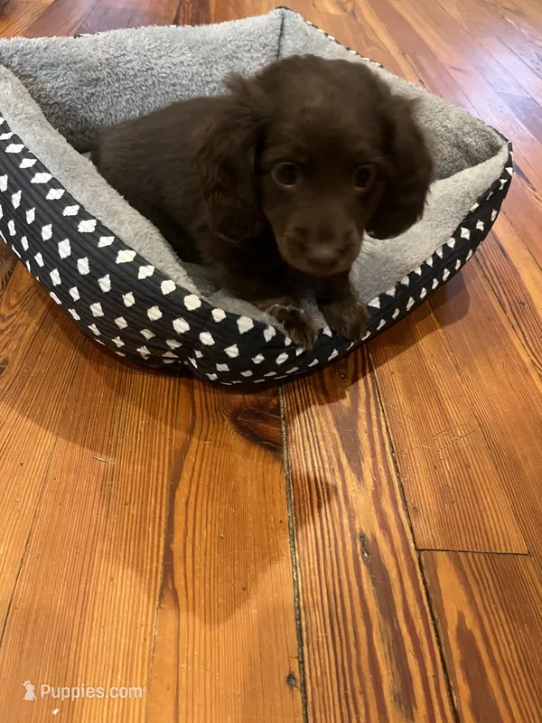 Willie – Miniature Dachshund puppy for sale in Girard, GA