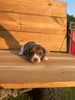 Emmy Lou, a female Miniature Dachshund for sale in Girard, GA – 4 of 5