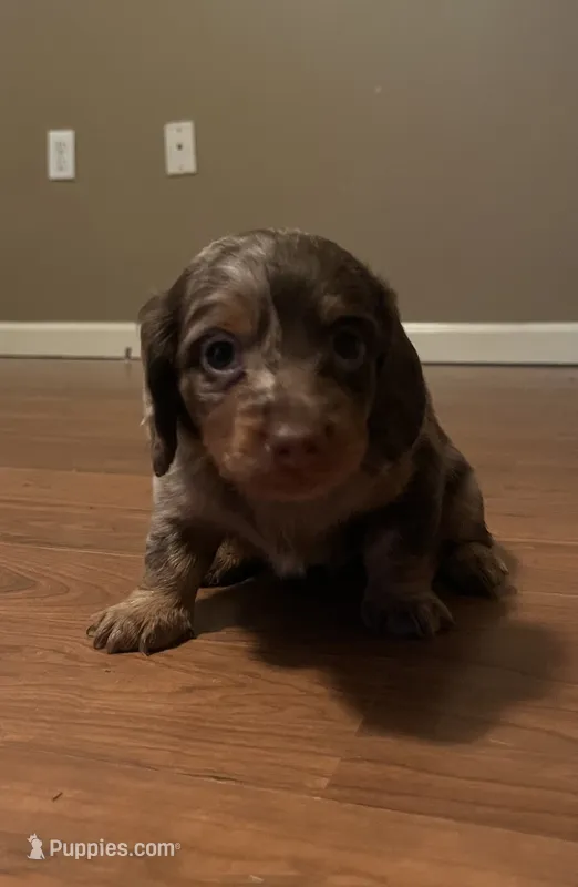 Waylon – Miniature Dachshund puppy on hold in Girard, GA