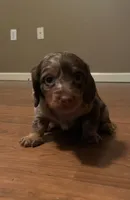 Waylon, a male Miniature Dachshund for sale in Girard, GA – 1 of 6