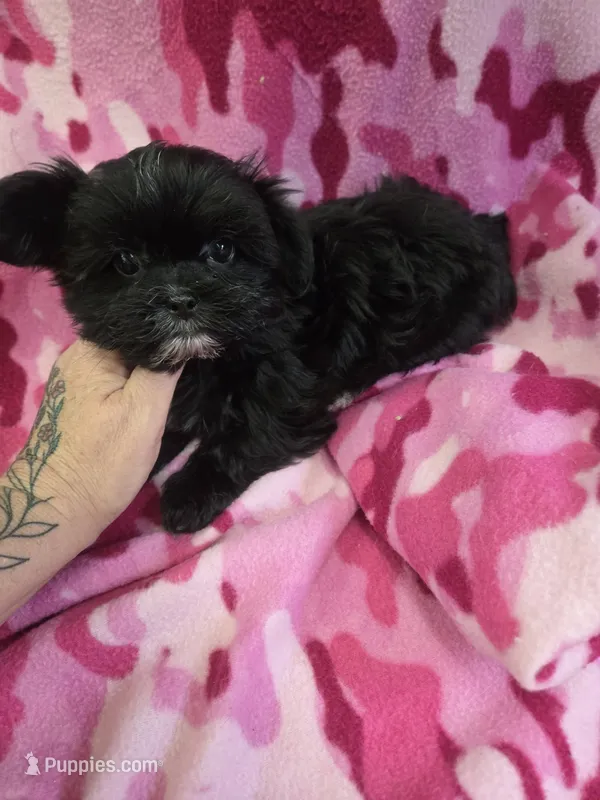 margo – Shih Tzu, Shorkie puppy for sale in Edwardsville, IL
