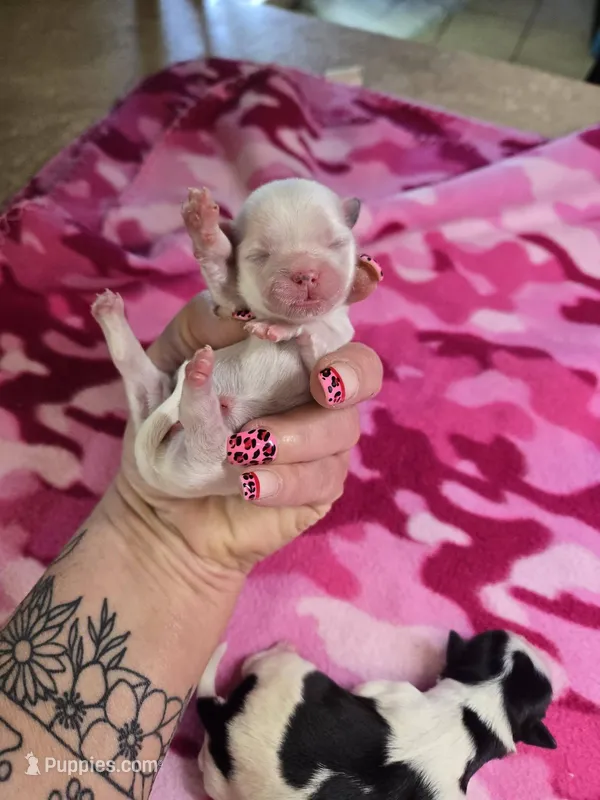 valerie – Shorkie puppy for sale in Edwardsville, IL