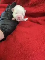 mister, a male Shih Tzu and Shorkie for sale in Edwardsville, IL – Photo 5 of 5