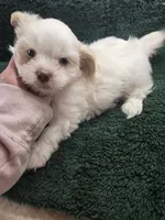 mister, a male Shih Tzu and Shorkie for sale in Edwardsville, IL – Photo 2 of 5