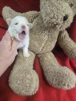 mister, a male Shih Tzu and Shorkie for sale in Edwardsville, IL – Photo 4 of 5