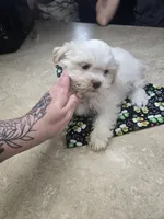 mister, a male Shih Tzu and Shorkie for sale in Edwardsville, IL – Photo 1 of 5