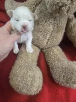 mister, a male Shih Tzu and Shorkie for sale in Edwardsville, IL – Photo 3 of 5