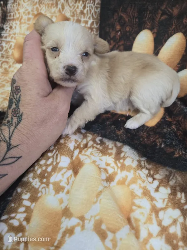 levi – Yorkipoo puppy for sale in Edwardsville, IL