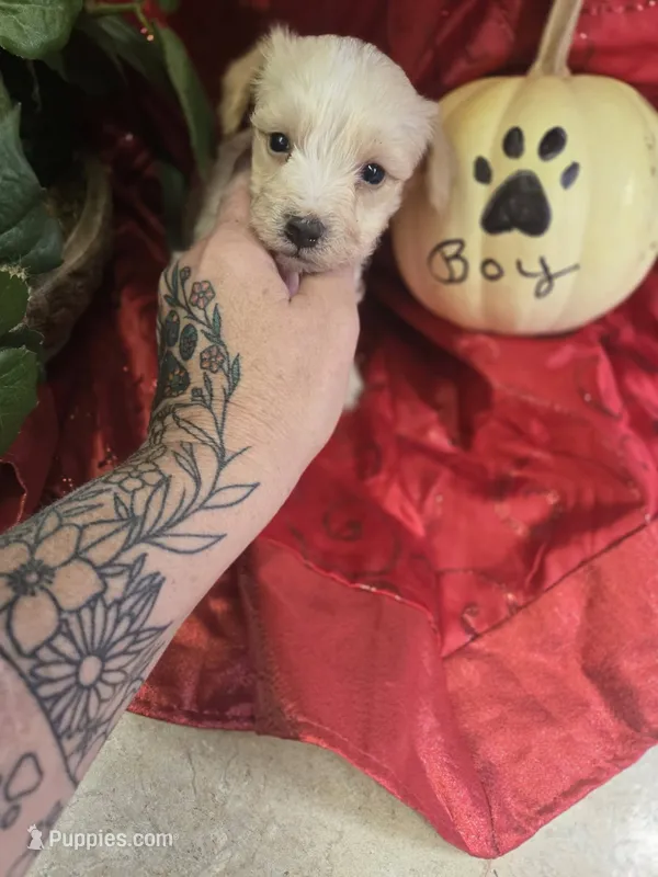 levi – Yorkipoo puppy for sale in Edwardsville, IL