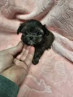 holly, a female Shih Tzu and Shorkie for sale in Edwardsville, IL – Photo 1 of 2