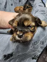 holly, a female Shih Tzu and Shorkie for sale in Edwardsville, IL – Photo 2 of 2