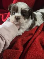 macy, a female Shorkie for sale in Edwardsville, IL – Photo 2 of 4