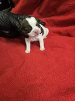 macy, a female Shorkie for sale in Edwardsville, IL – Photo 4 of 4