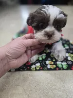 macy, a female Shorkie for sale in Edwardsville, IL – Photo 1 of 4