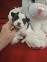 macy, a female Shorkie for sale in Edwardsville, IL – Photo 3 of 4