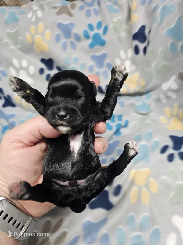 rocket – Yorkipoo puppy for sale in Edwardsville, IL