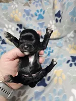 rocket, a male Yorkipoo for sale in Edwardsville, IL – 1 of 1