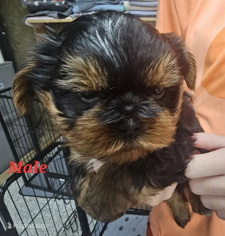 charlie – Shih Tzu, Shorkie puppy for sale in Edwardsville, IL