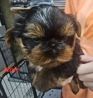 charlie, a male Shih Tzu and Shorkie for sale in Edwardsville, IL – 1 of 2
