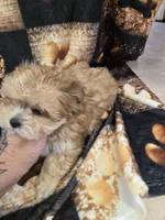 korbin, a male Shih Tzu and Shorkie for sale in Edwardsville, IL – 1 of 3