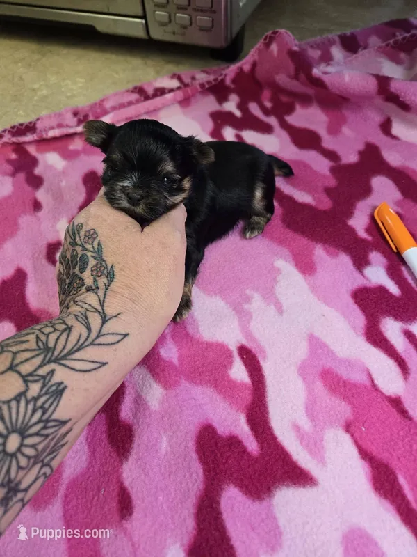 brittany – Shih Tzu, Yorkshire Terrier puppy for sale in Edwardsville, IL