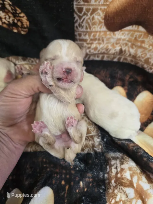 levi – Yorkipoo puppy for sale in Edwardsville, IL
