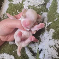 newton, a male Shorkie for sale in Edwardsville, IL – Photo 5 of 6