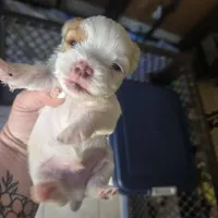 newton, a male Shorkie for sale in Edwardsville, IL – Photo 3 of 6