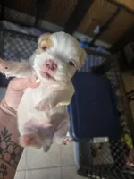 newton, a male Shorkie for sale in Edwardsville, IL – Photo 1 of 4