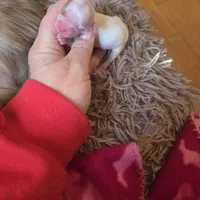 newton, a male Shorkie for sale in Edwardsville, IL – Photo 6 of 6