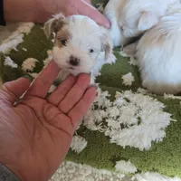 newton, a male Shorkie for sale in Edwardsville, IL – Photo 2 of 6