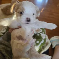 newton, a male Shorkie for sale in Edwardsville, IL – Photo 1 of 6