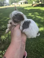 Fidget, a male Yorkshire Terrier for sale in Edwardsville, IL – Photo 4 of 6