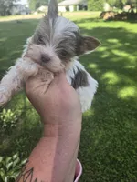 Fidget, a male Yorkshire Terrier for sale in Edwardsville, IL – Photo 5 of 6