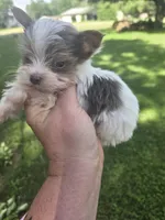 Fidget, a male Yorkshire Terrier for sale in Edwardsville, IL – Photo 2 of 6