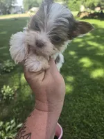 Fidget, a male Yorkshire Terrier for sale in Edwardsville, IL – Photo 3 of 6