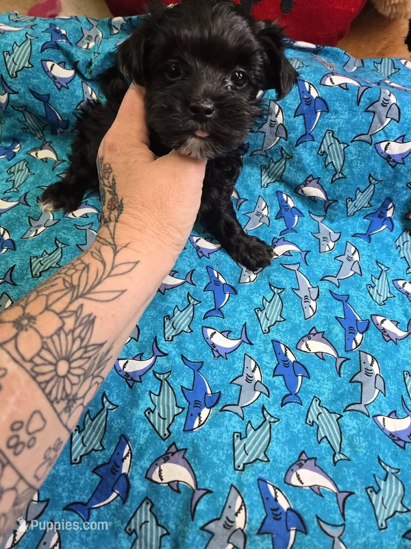 romeo – Yorkipoo puppy for sale in Edwardsville, IL