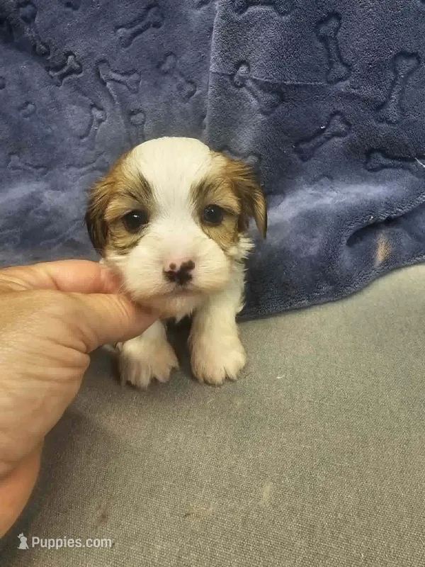 munchie – Shorkie puppy for sale in Edwardsville, IL