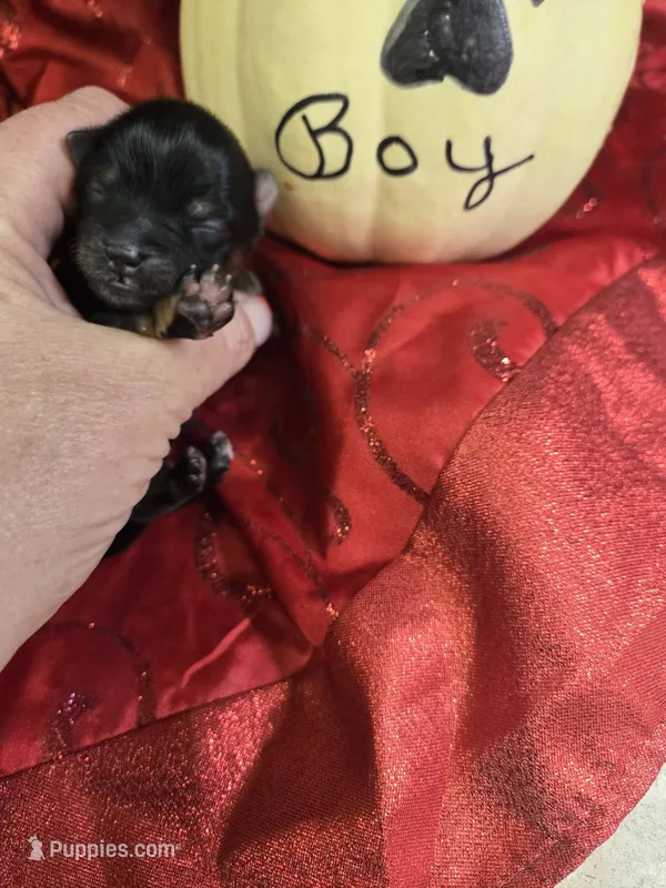 simon – Yorkshire Terrier puppy for sale in Edwardsville, IL
