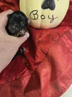 simon, a male Yorkshire Terrier for sale in Edwardsville, IL – 1 of 1