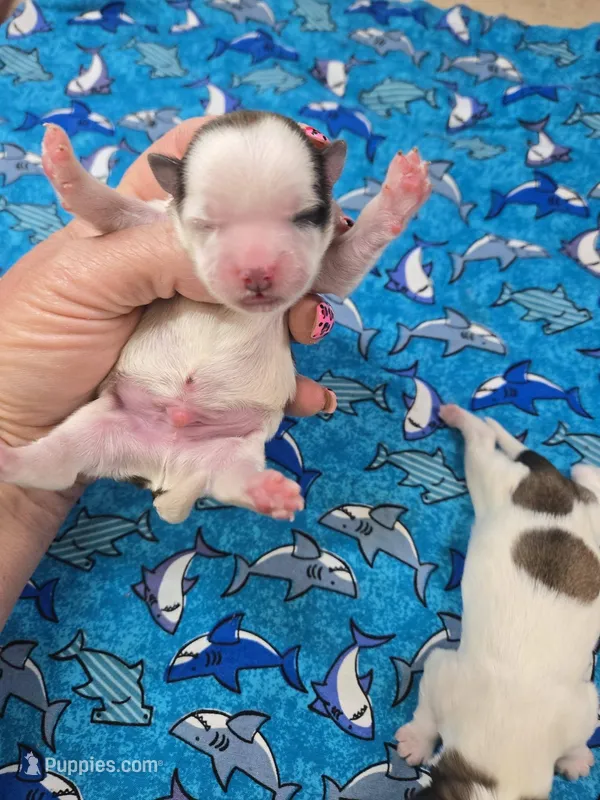 vito – Shorkie puppy for sale in Edwardsville, IL