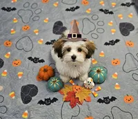 mack, a male Shorkie for sale in Edwardsville, IL – 1 of 4