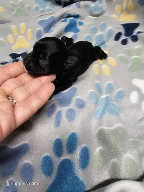 roxy – Yorkipoo puppy for sale in Edwardsville, IL