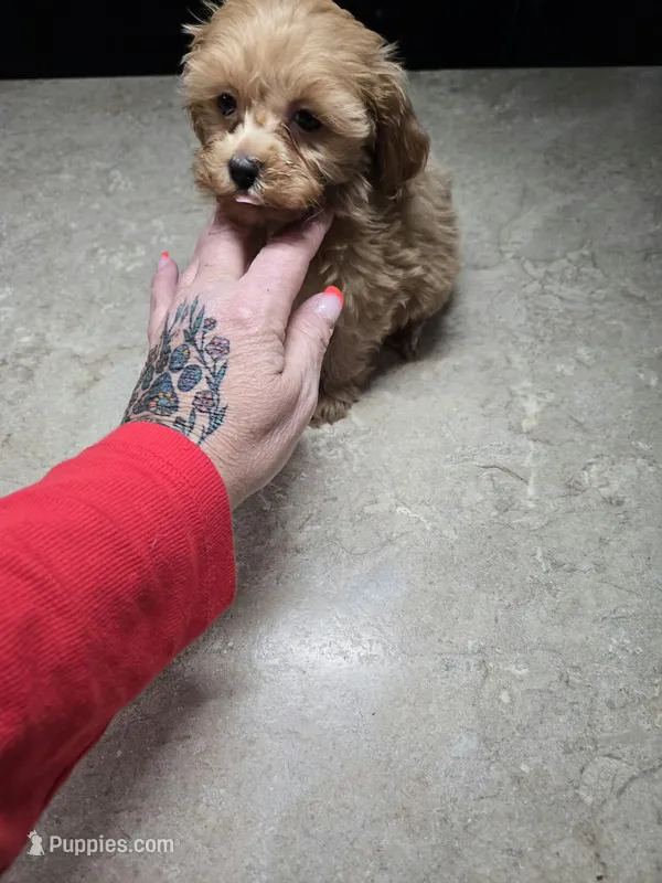 ridley – Yorkipoo puppy for sale in Edwardsville, IL